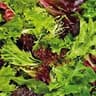 Salad: Mixed Leaves