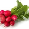 Radish