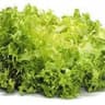 Lettuce: Endive