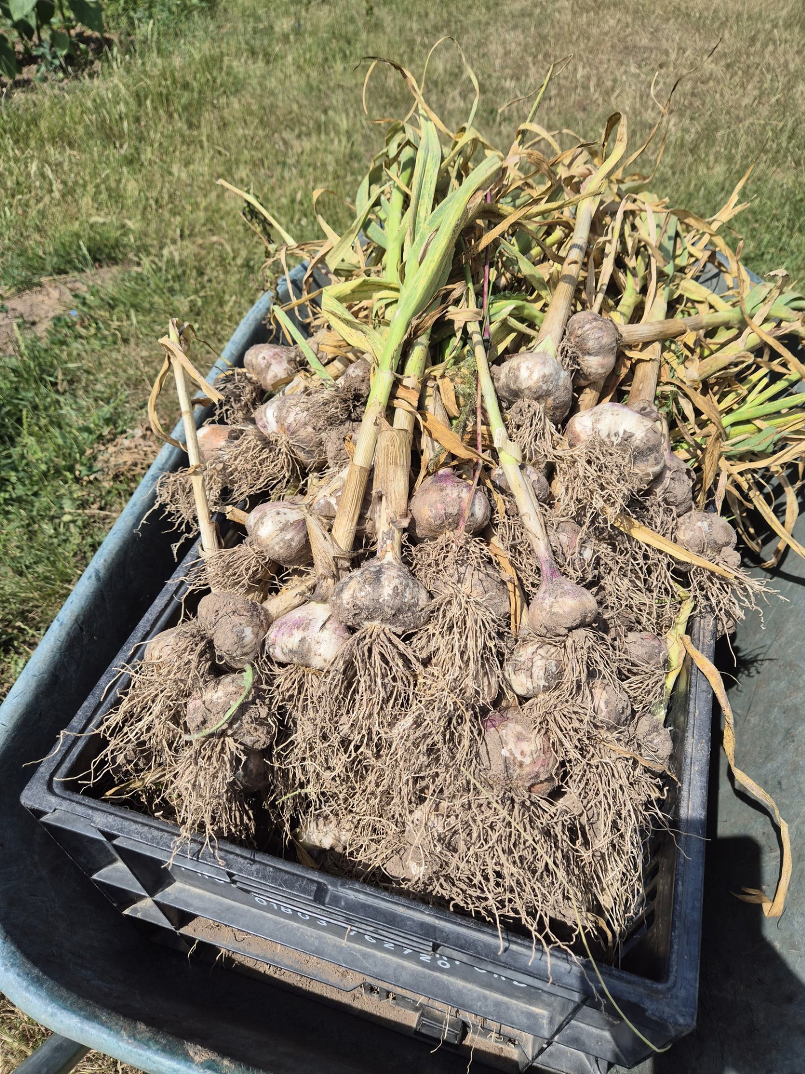 Garlic